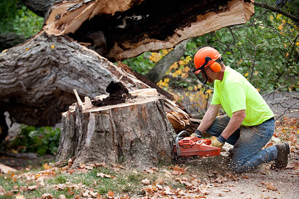 Best Tree Preservation Services  in Alpharetta, GA