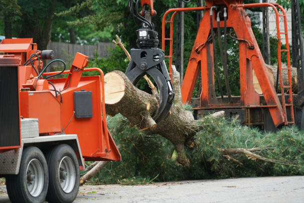 Best Hedge Trimming  in Alpharetta, GA